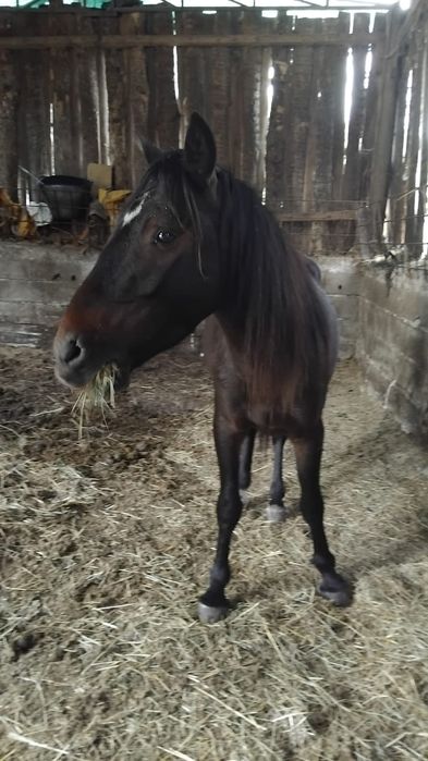 Cavalo para venda