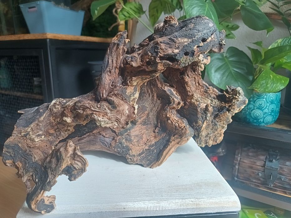 Korzeń do terrarium