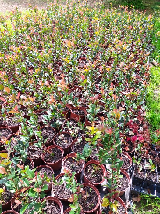 Photinias para venda