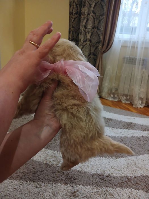 Цуценята кокапу, кавапу, пудель, мальтіпу.