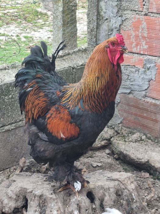 Casal Brahma Black