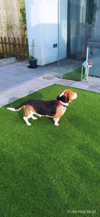 Beagle macho para criação