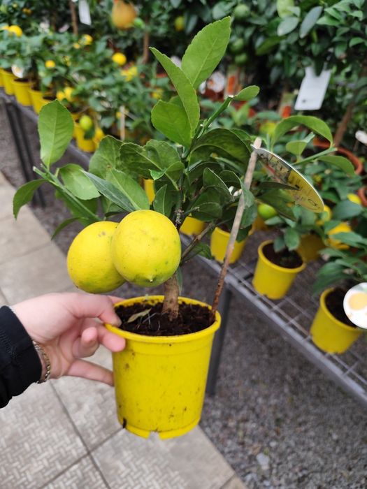 Продам Цитрус  Каламондин, Лимон Мейера,Оливка