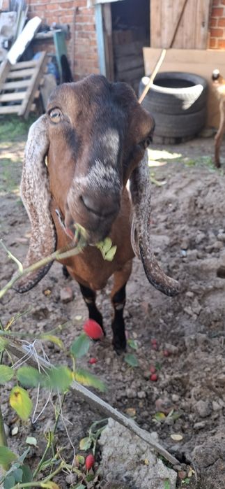 Англо-Нубійські кози