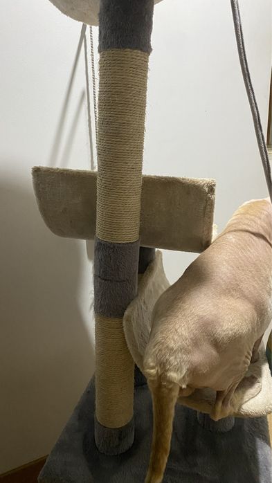 Arranhador de gato