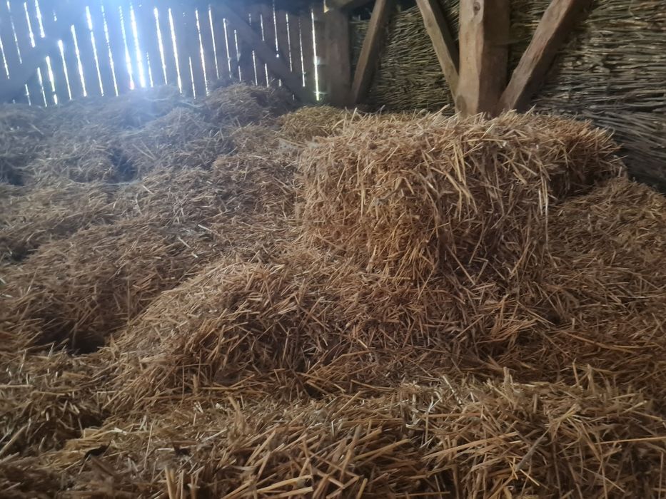 Oddam za darmo słomę i siano – odbiór własny