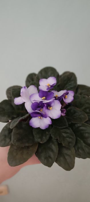 Фиалки , сенполии,  свеж лист, детки, стартеры.