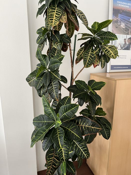 Kroton Petra  Trójskrzyn  Codiaeum variegatum duży