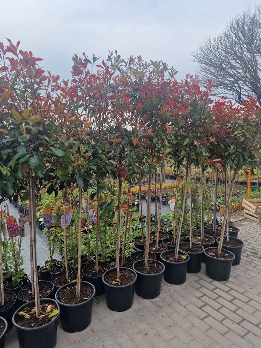 Głogownik na pniu ,Red Robin, Szkóła WEBER KICIN