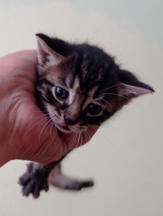 Кошенята, кошеня