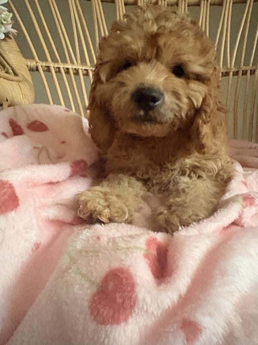 Cavapoo piesek biszkoptowy