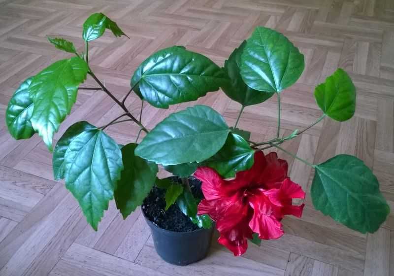 Róża chińska czerwona pełna hibiskus ketmia sadzonka