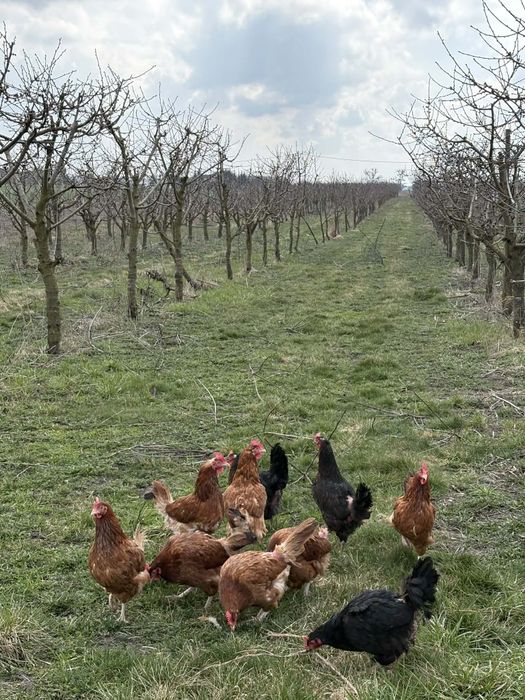 Sprzedaż jajek z dowozem