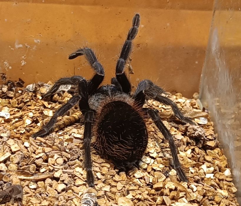 Pterinopelma Sazimai samica  4DC z terrarium