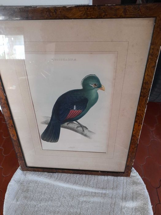 Quadro com ave antigo