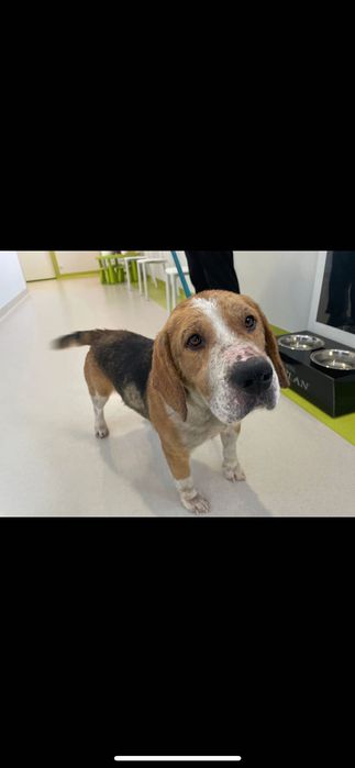 Beagle do adopcji