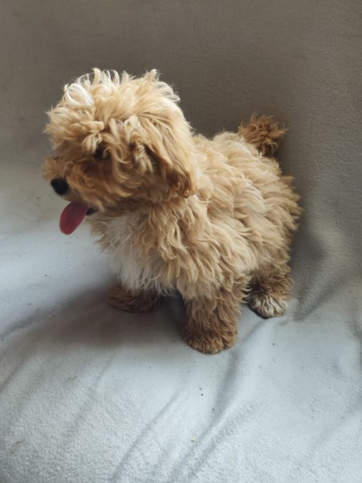 Maltipoo Apricot