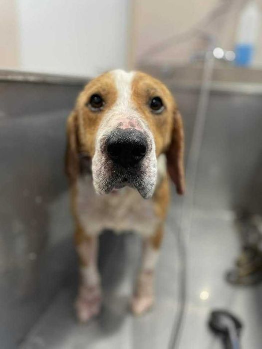 beagle pilnie szuka nowego domu