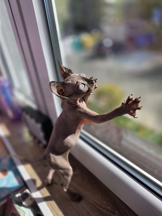 Sfinks Canadian sphynx