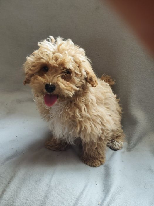 Maltipoo Apricot