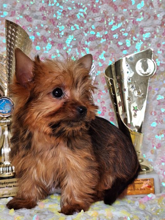 Yorkshire terier golddust suczka z rodowodem i paszportem
