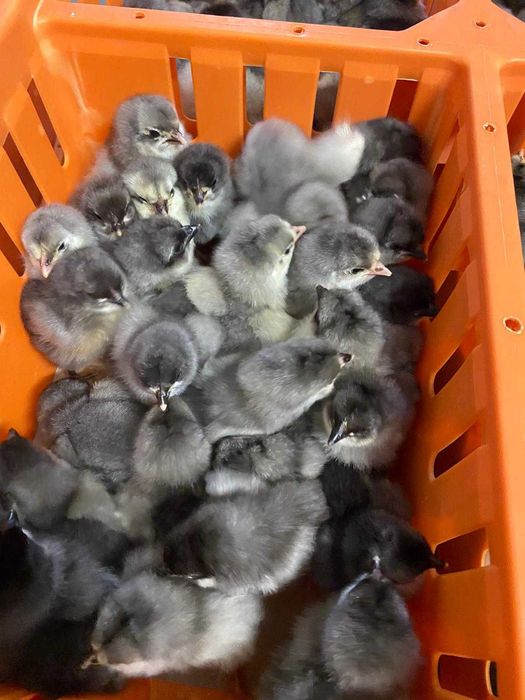 Kurczaki pisklęta nioski, brojlery, Leghorn, Greenshell, Sussex, Rosa