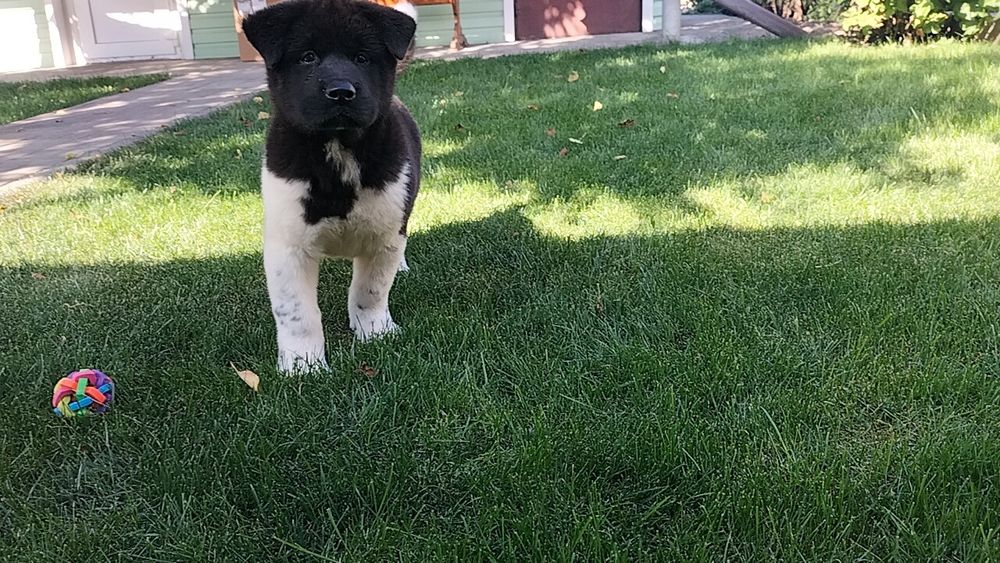 Американські Акіти