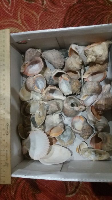 Ракушки для аквариума