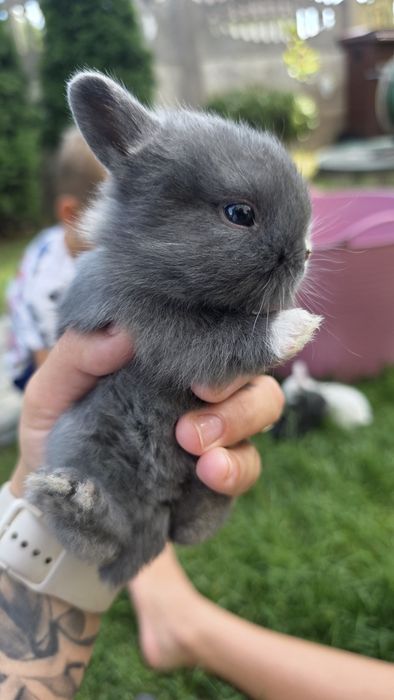 Króliczki miniaturki