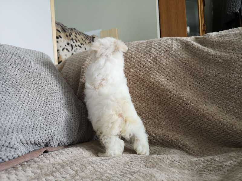 Adorável Cachorro Maltês Macho Coreana