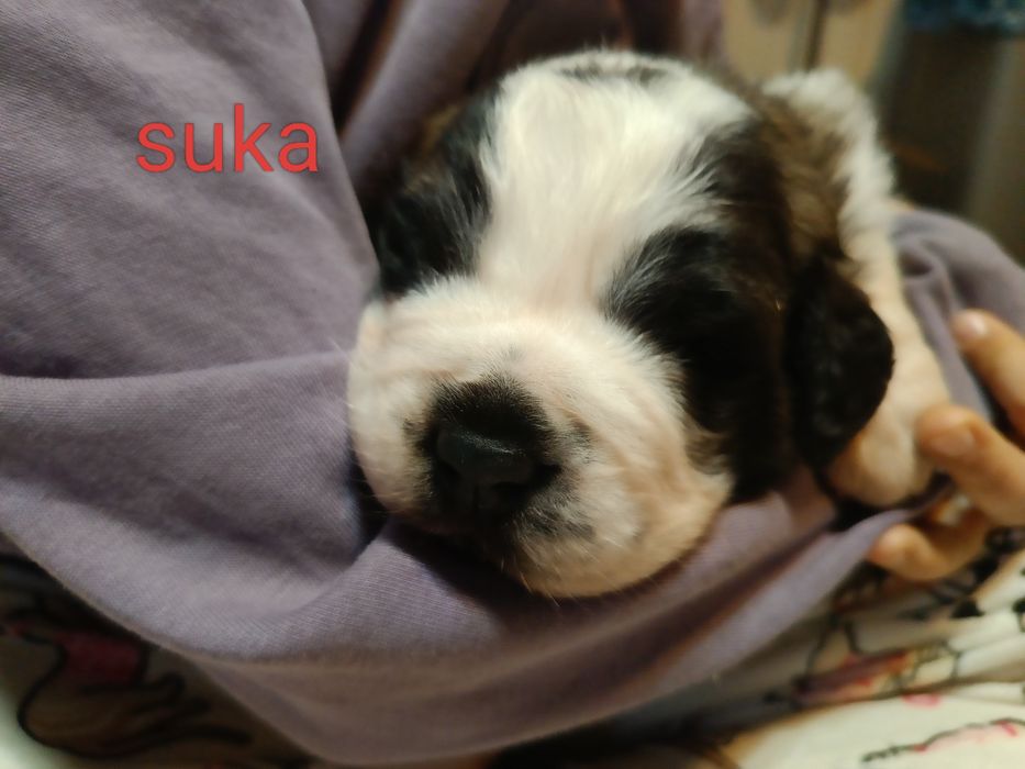 Szczeniaki Bernardyna