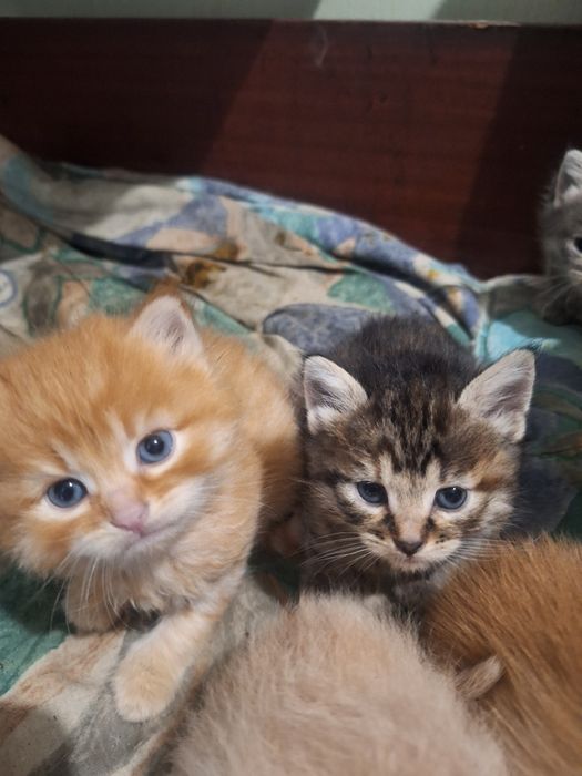 Отдам котят в заботливые руки.
