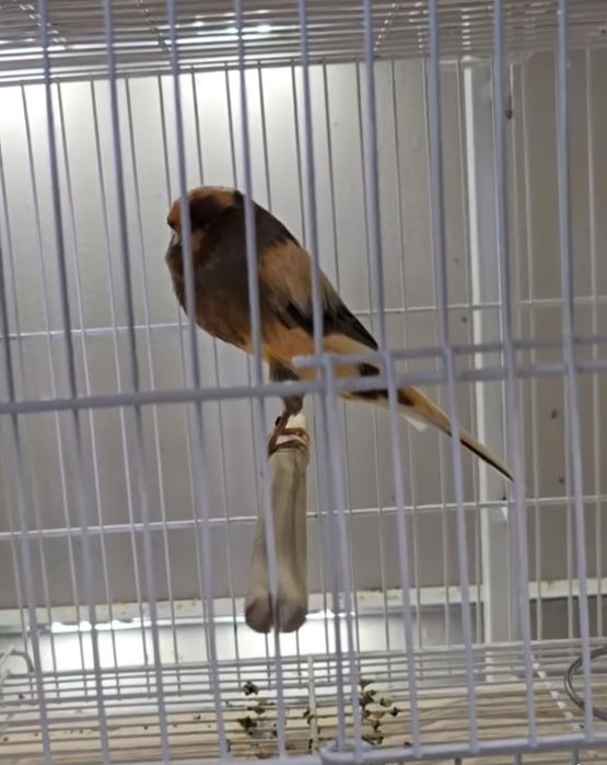 Canário Yorkshire vendo ou troco de 2024 grande porte e linhagem