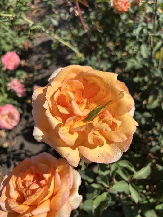 Набір троянд, 10 різних сортів 500грн