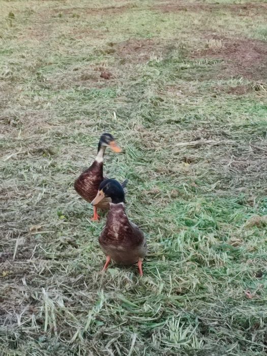 Vendo 2 patos Rouen de 2025