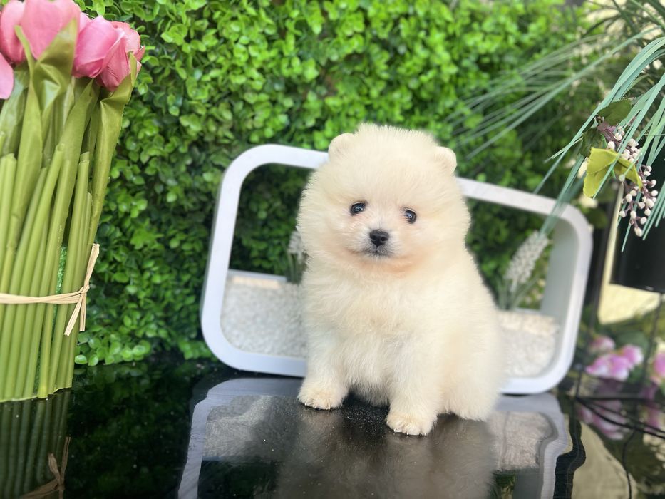 Шпиці померанці хлопці та дівчата