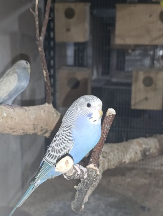 Periquitos e mandarins