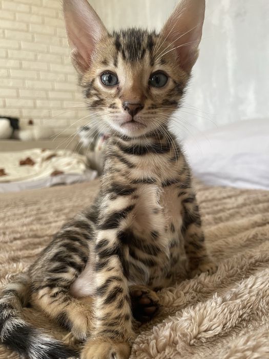 Бенгальські котики
