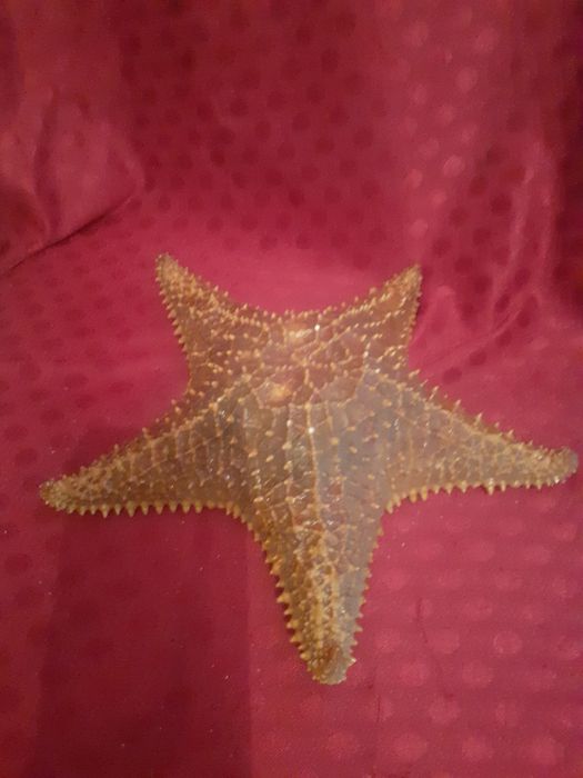 Rzadkie znalezisko  naturalna  rozgwiazda oceaniczna