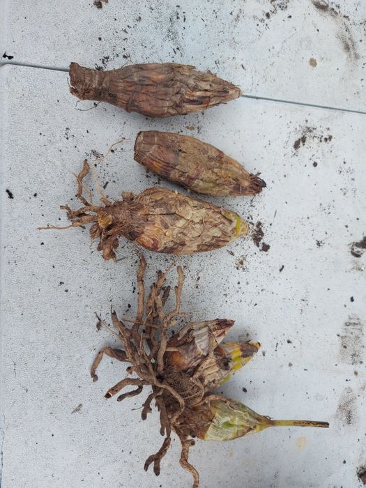 12 Bolbos de orquídeas