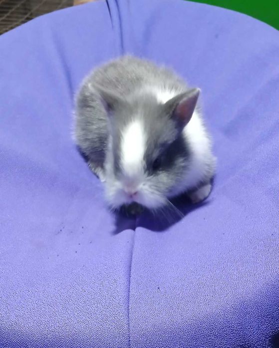 Декоративний кролик,  карликовий кролик