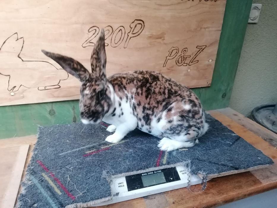 Rex gepard samiczka i samiec