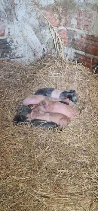 Leitoes caseiros com dois meses