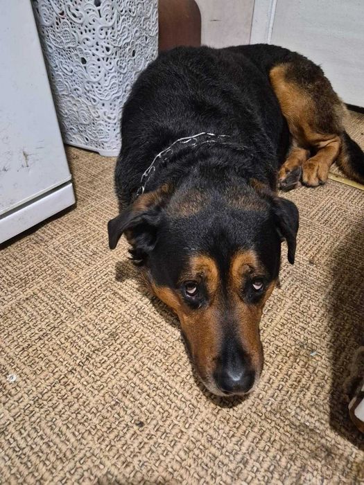 Собака в добрі руки