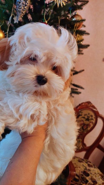 Девочка мальтипу ф1.