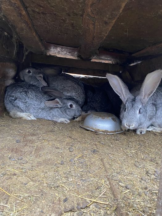 Продам кролів на мʼясо або для подальшого утримання