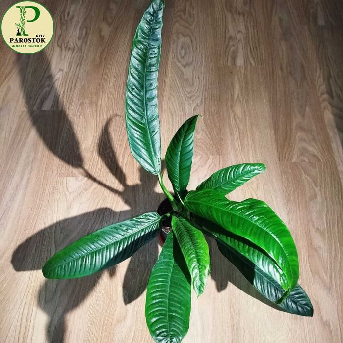 Філодендрон. Вайт Принцес. Біркін Вайт Меже. Пейнтед Леді.