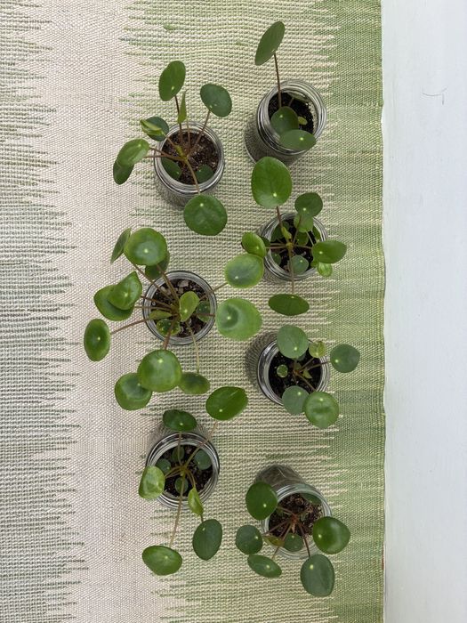 Pilea peperomioides ou Planta Chinesa do Dinheiro