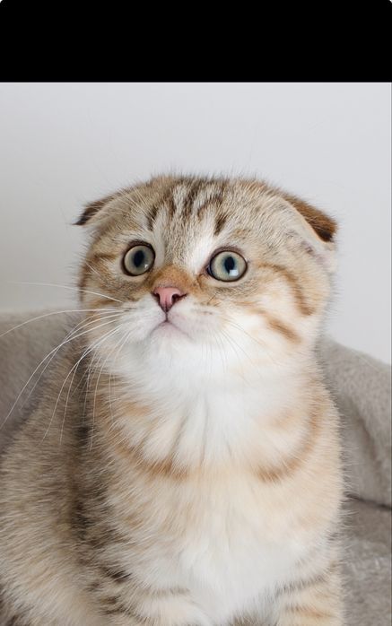 Шотландские котята,табби, полосатые, с прививками,чипами,котенок