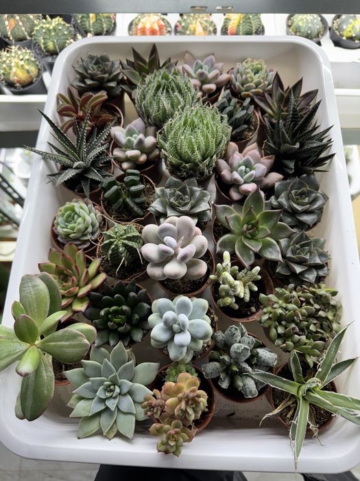 Сукуленти гастерія хавортія Haworthia Сукуленти Трунката